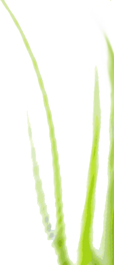 floraevino Floristik Würzburg